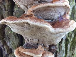 Attēlu rezultāti vaicājumam “Inonotus radiatus”