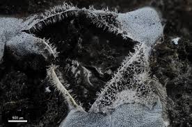 Attēlu rezultāti vaicājumam “Badhamiopsis praetermissa macro”