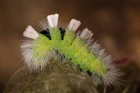 Attēlu rezultāti vaicājumam “Calliteara pudibunda larva”