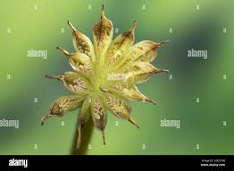 Attēlu rezultāti vaicājumam “Caltha palustris fruit”