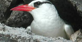 Image result for Phaethon aethereus