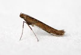 Attēlu rezultāti vaicājumam “Caloptilia hemidactylella”