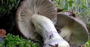 Attēlu rezultāti vaicājumam “Cortinarius praestans”