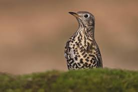 Attēlu rezultāti vaicājumam “Turdus viscivorus”