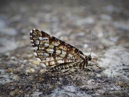 Attēlu rezultāti vaicājumam “Chiasmia clathrata”