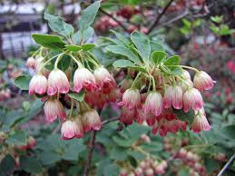Attēlu rezultāti vaicājumam “Enkianthus campanulatus flower”