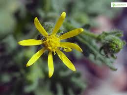 Attēlu rezultāti vaicājumam “Senecio viscosus flower”