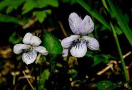 Attēlu rezultāti vaicājumam “Viola uliginosa”