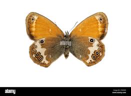 Attēlu rezultāti vaicājumam “Coenonympha pamphilus upperside”