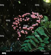 Attēlu rezultāti vaicājumam “Lycogala conicum young”