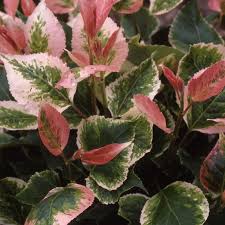 Attēlu rezultāti vaicājumam “Populus x jackii”