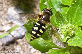 Attēlu rezultāti vaicājumam “Eupeodes corollae”
