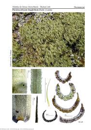 Attēlu rezultāti vaicājumam “Paraleucobryum longifolium”