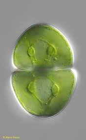 Attēlu rezultāti vaicājumam “Gloeocapsa rupestris”