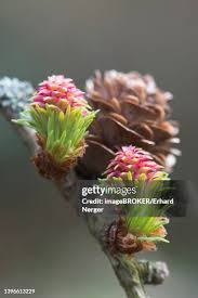 Attēlu rezultāti vaicājumam “Larix kaempferi female flower”