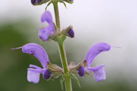 Attēlu rezultāti vaicājumam “Salvia pratensis”