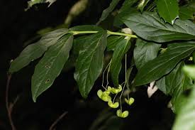 Attēlu rezultāti vaicājumam “Euonymus verrucosus leaf”