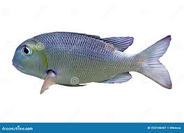 Image result for Monotaxis grandoculis