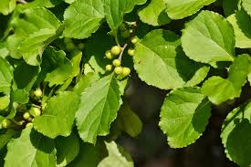 Attēlu rezultāti vaicājumam “Celastrus flagellaris”