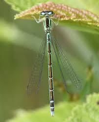 Attēlu rezultāti vaicājumam “Coenagrion armatum female”