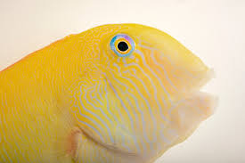 Image result for Xyrichtys novacula