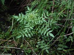 Image result for Rorippa nasturtium-aquaticum