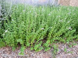 Attēlu rezultāti vaicājumam “Mentha spicata”