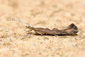 Attēlu rezultāti vaicājumam “Plutellidae”