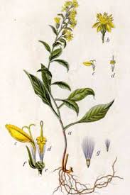 Attēlu rezultāti vaicājumam “Solidago virgaurea leaf”