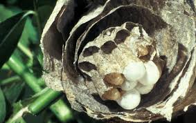 Attēlu rezultāti vaicājumam “Dolichovespula media”