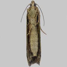 Attēlu rezultāti vaicājumam “Aphomia sociella male”