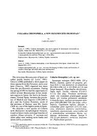 Attēlu rezultāti vaicājumam “Collaria arcyrionema stalked”