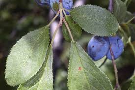 Attēlu rezultāti vaicājumam “Prunus domestica subsp. insitita fruit”