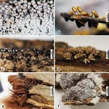 Attēlu rezultāti vaicājumam “Arcyria affinis young”