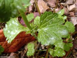 Attēlu rezultāti vaicājumam “Lamium amplexicaule leaf”