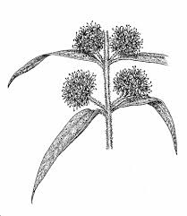 Attēlu rezultāti vaicājumam “Lysimachia thyrsiflora leaf”