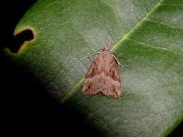 Attēlu rezultāti vaicājumam “Hypena rostralis”