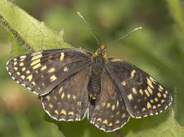 Attēlu rezultāti vaicājumam “Melitaea phoebe”