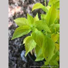 Attēlu rezultāti vaicājumam “Philadelphus coronarius leaf”