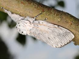 Attēlu rezultāti vaicājumam “Cerura vinula imago”