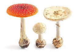 Attēlu rezultāti vaicājumam “Amanita citrina”
