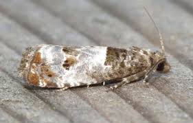 Attēlu rezultāti vaicājumam “Notocelia roborana”