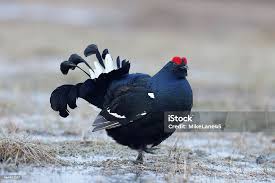 Image result for Tetrao tetrix