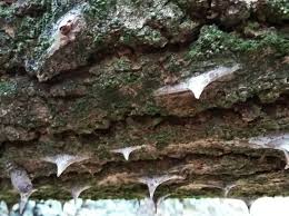 Attēlu rezultāti vaicājumam “Kalopanax septemlobus fruit”