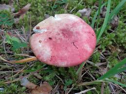 Attēlu rezultāti vaicājumam “Russula vesca”