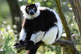 lemur ile ilgili görsel sonucu