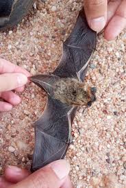 Attēlu rezultāti vaicājumam “Eptesicus serotinus”