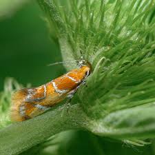 Attēlu rezultāti vaicājumam “Epicallima formosella”