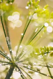 Attēlu rezultāti vaicājumam “Anethum graveolens flower”