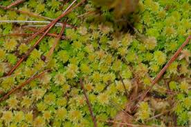 Attēlu rezultāti vaicājumam “Sphagnum magellanicum”